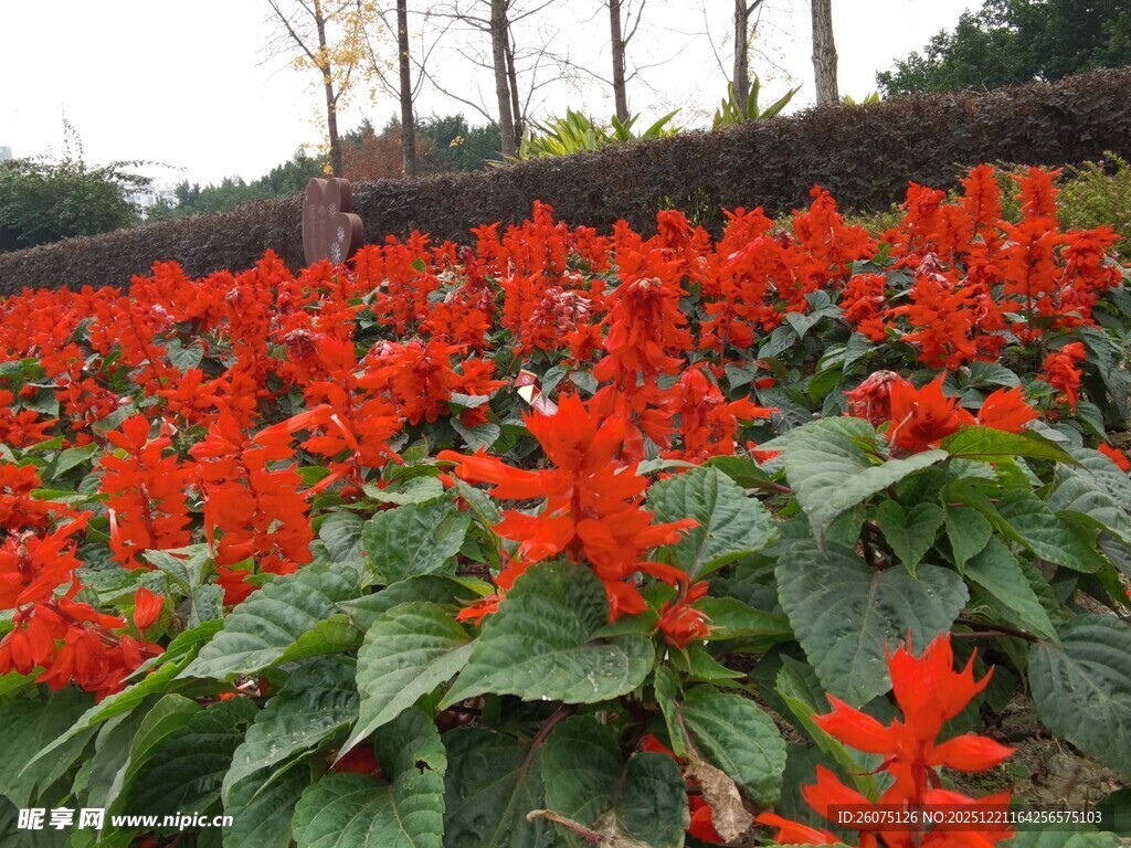 鲜艳一串红绽放美景
