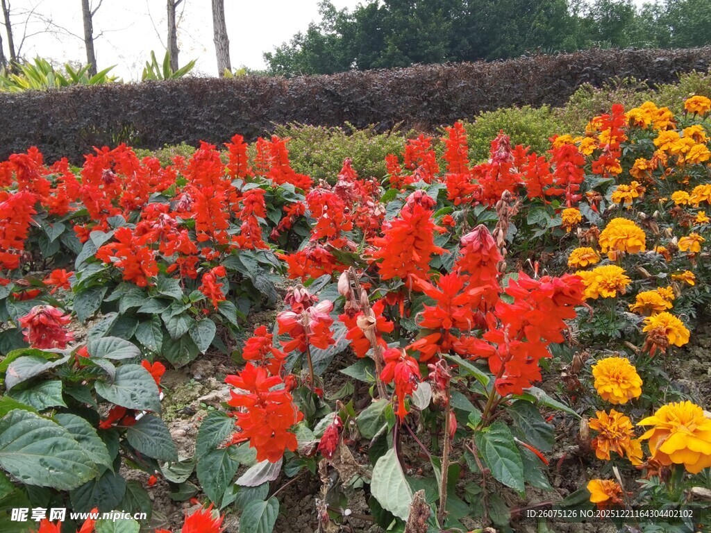 绚烂多彩的花卉景观