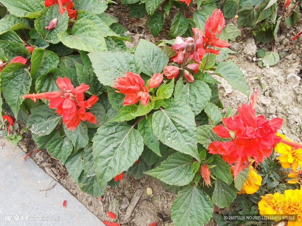 鲜艳花卉绽放于绿叶间