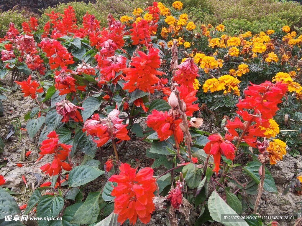 多彩花卉绽放的美丽景致