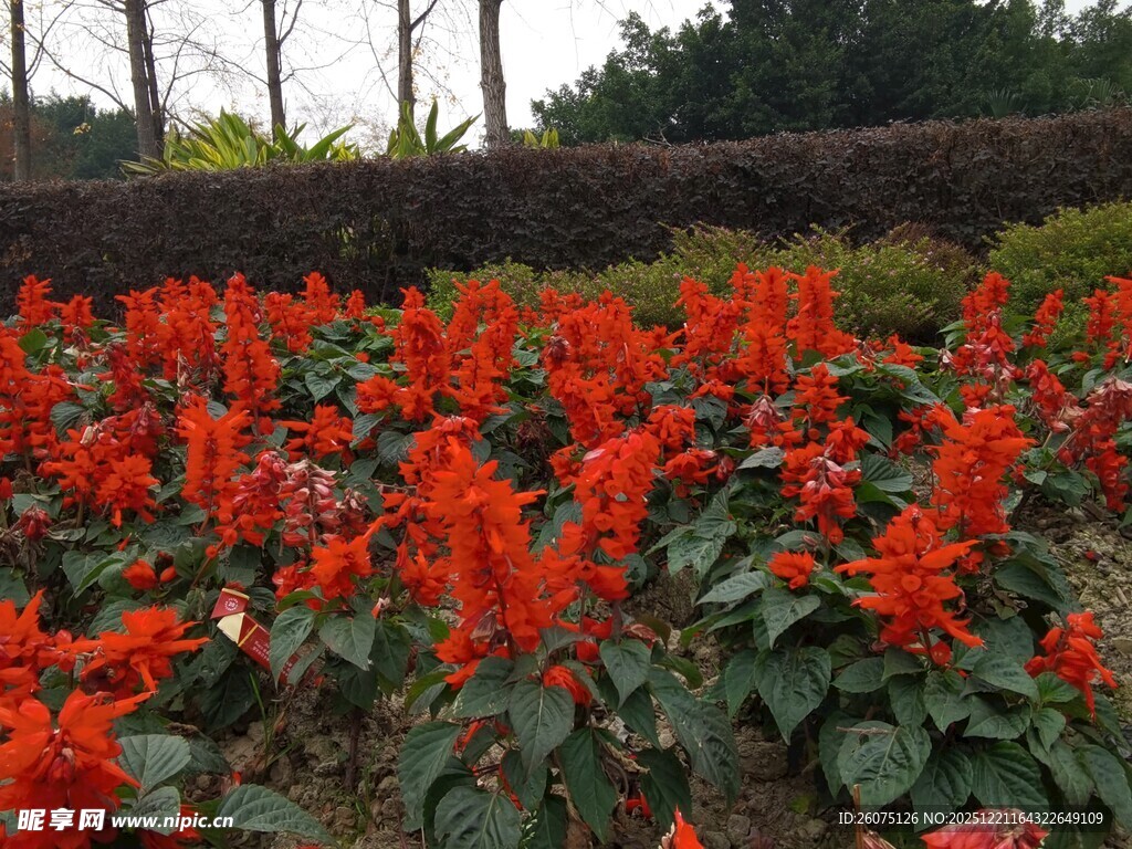 鲜艳一串红绽放花园