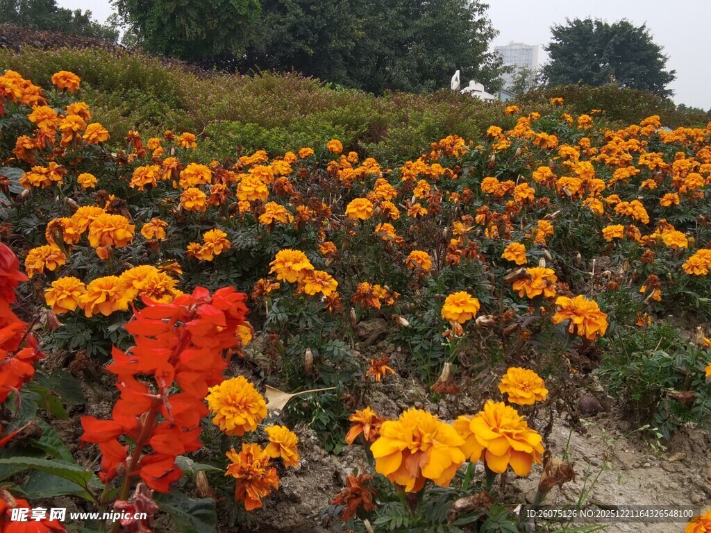 绚烂花海绽放迷人色彩