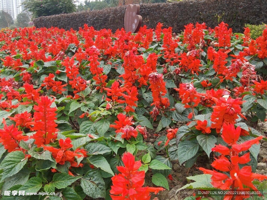 一片鲜艳的串串红花卉