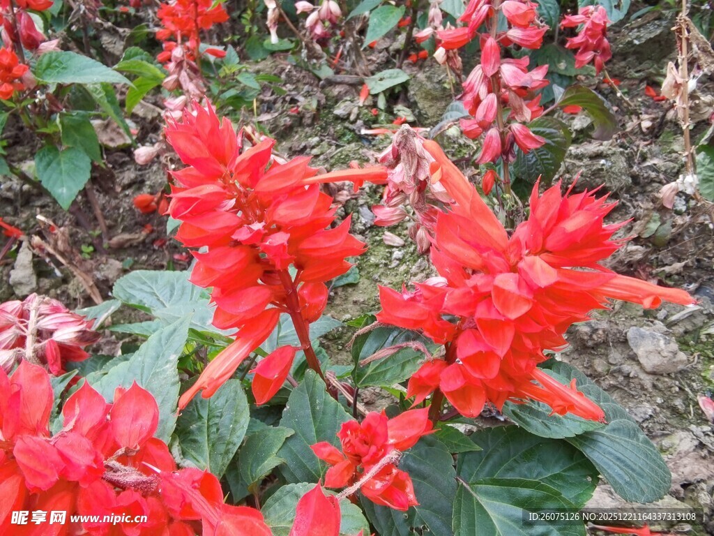 鲜艳串串红绽放生机