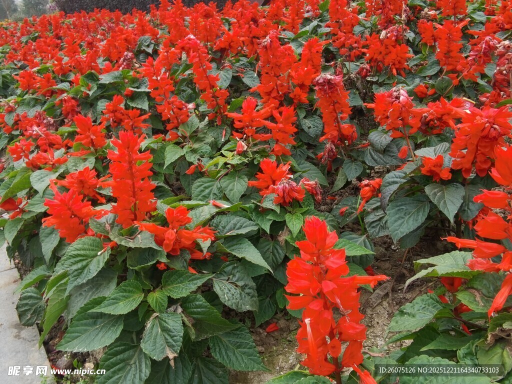一片鲜艳的串串红花卉