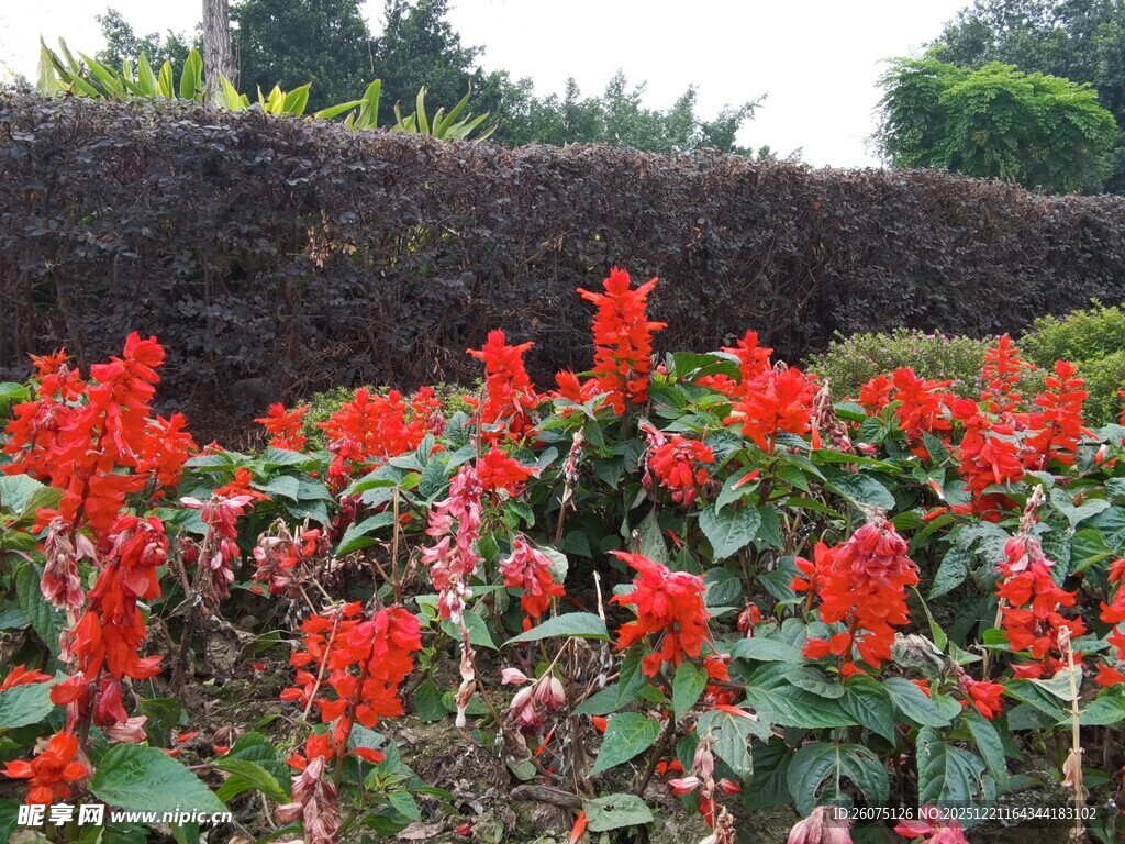 鲜艳串串红绽放于花坛