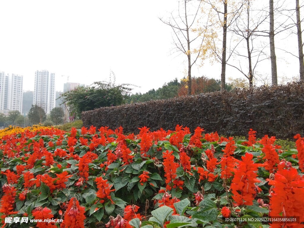 艳丽花丛装点城市风景