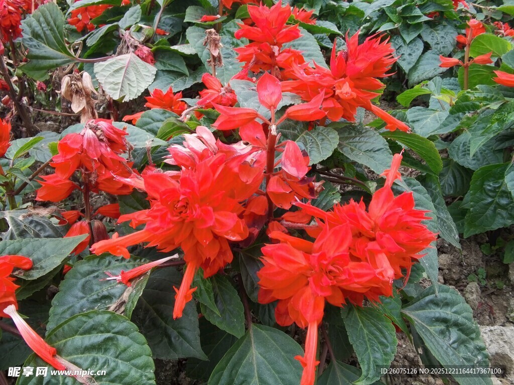 鲜艳串串红绽放绿叶间