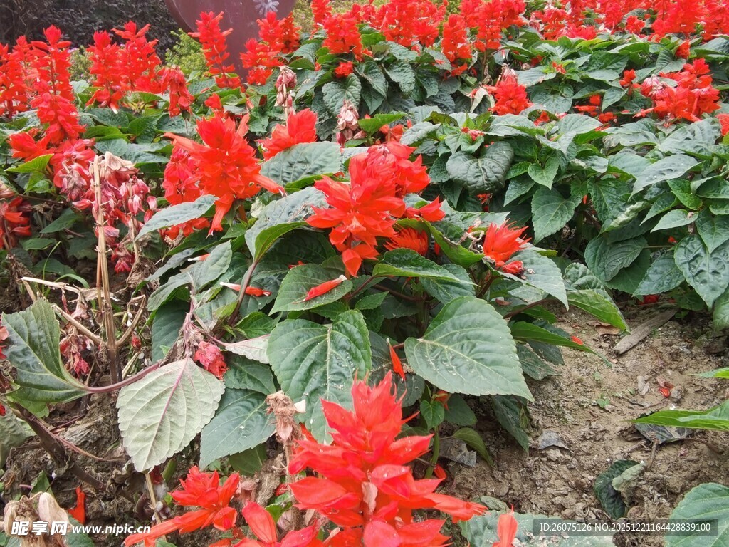 鲜艳一串红绽放于绿地