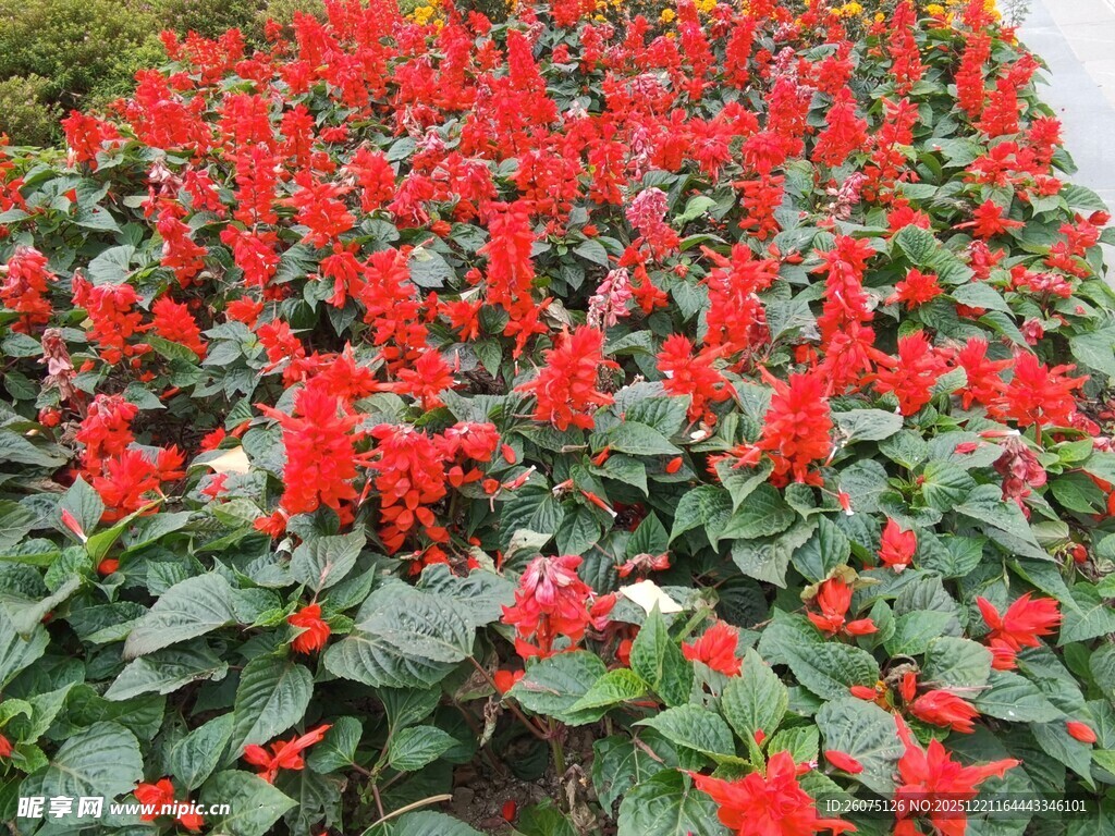 一片鲜艳的红色花卉景观