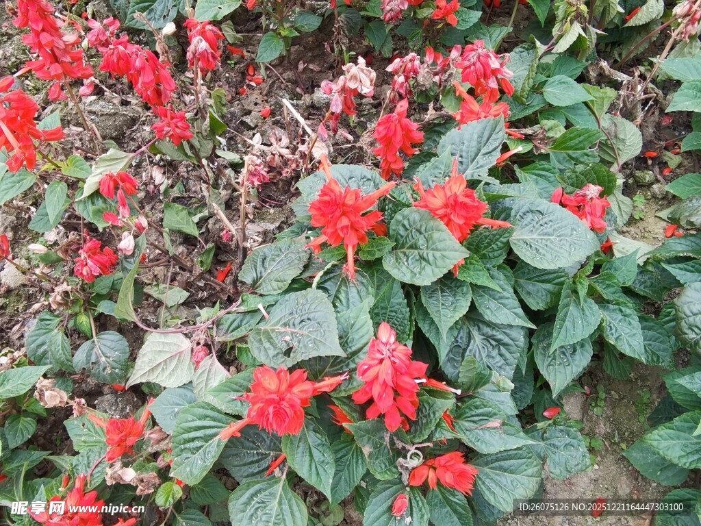 鲜艳一串红绽放绿叶间