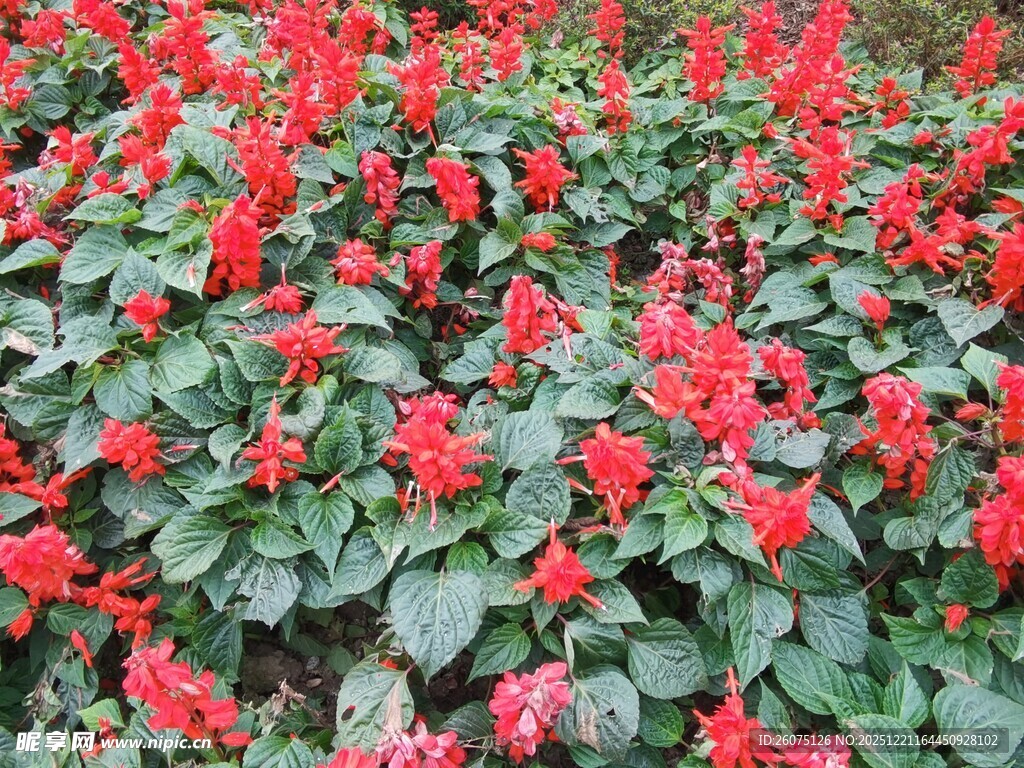 鲜艳一串红绽放生机