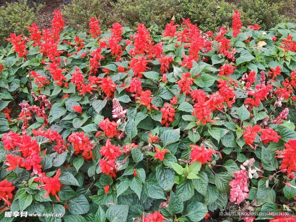 鲜艳串串红绽放绿意间