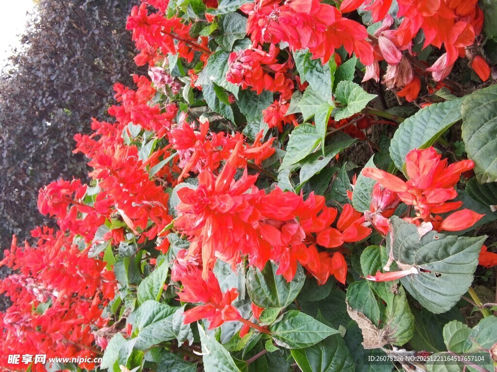 鲜艳串串红绽放生机