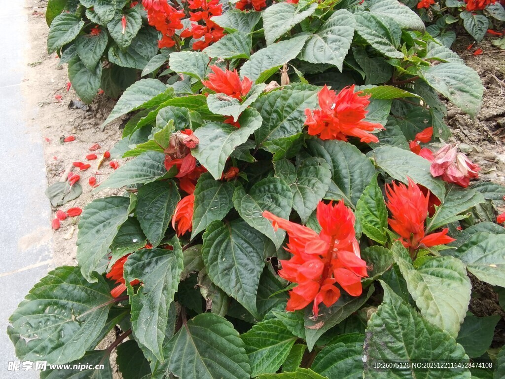 鲜艳一串红绽放绿叶间