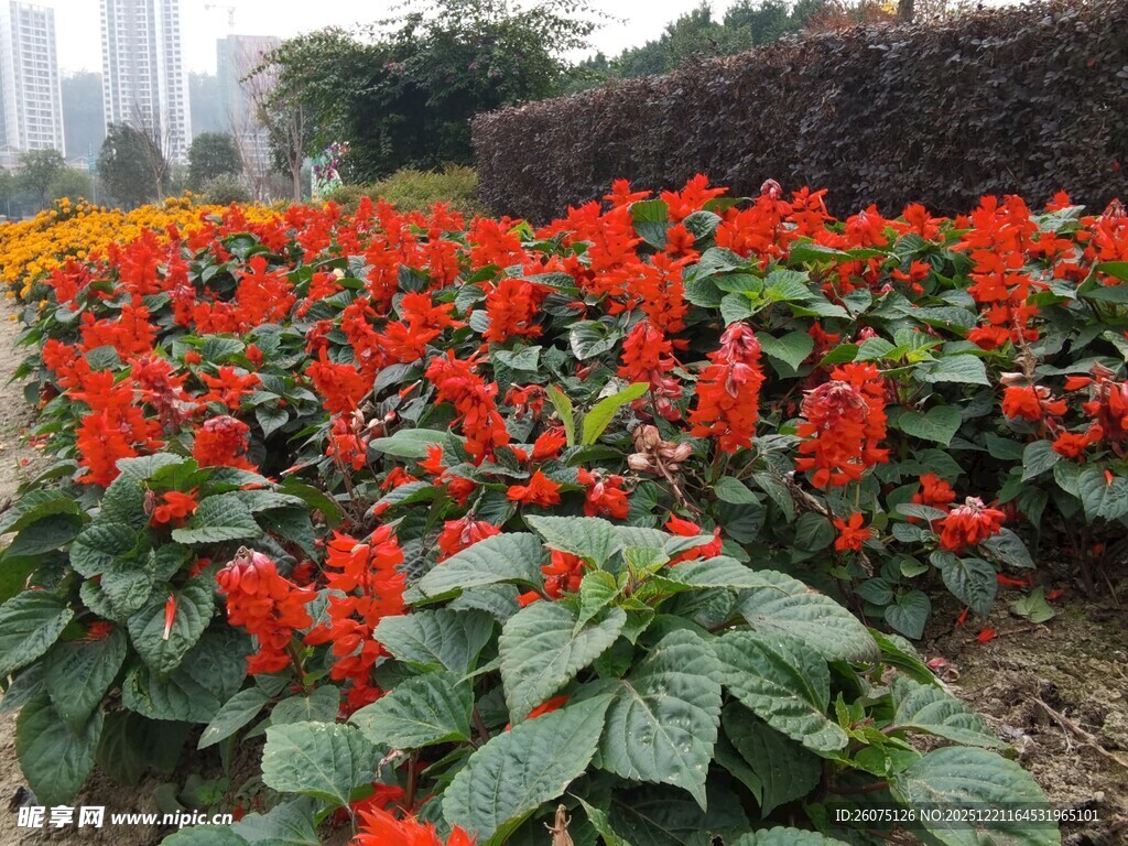 鲜艳一串红绽放于花园