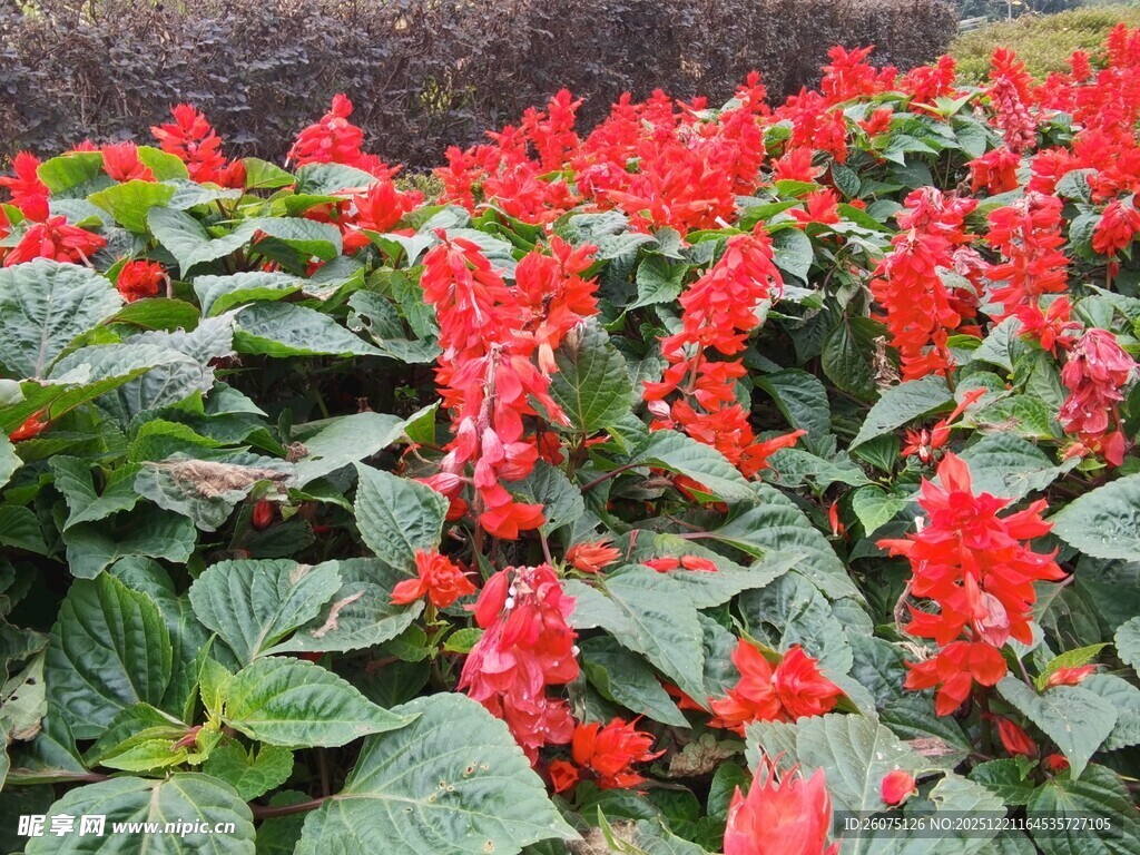 鲜艳一串红绽放绿叶间