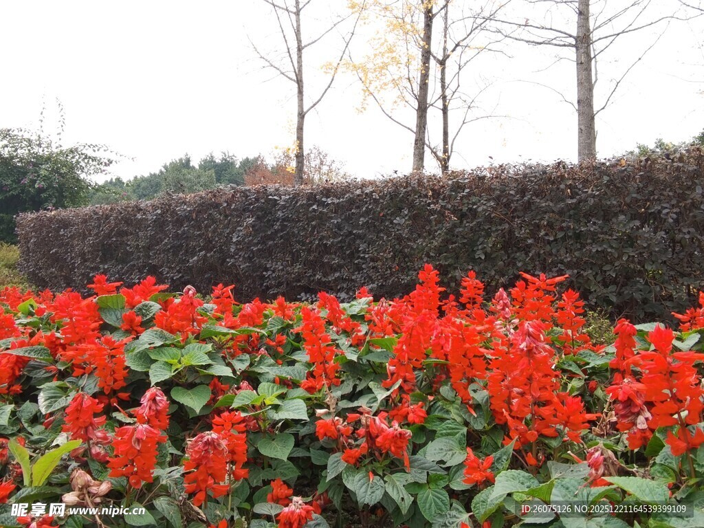 艳丽一串红绽放于园林