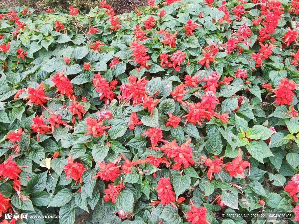 鲜艳红花绿叶植物景观