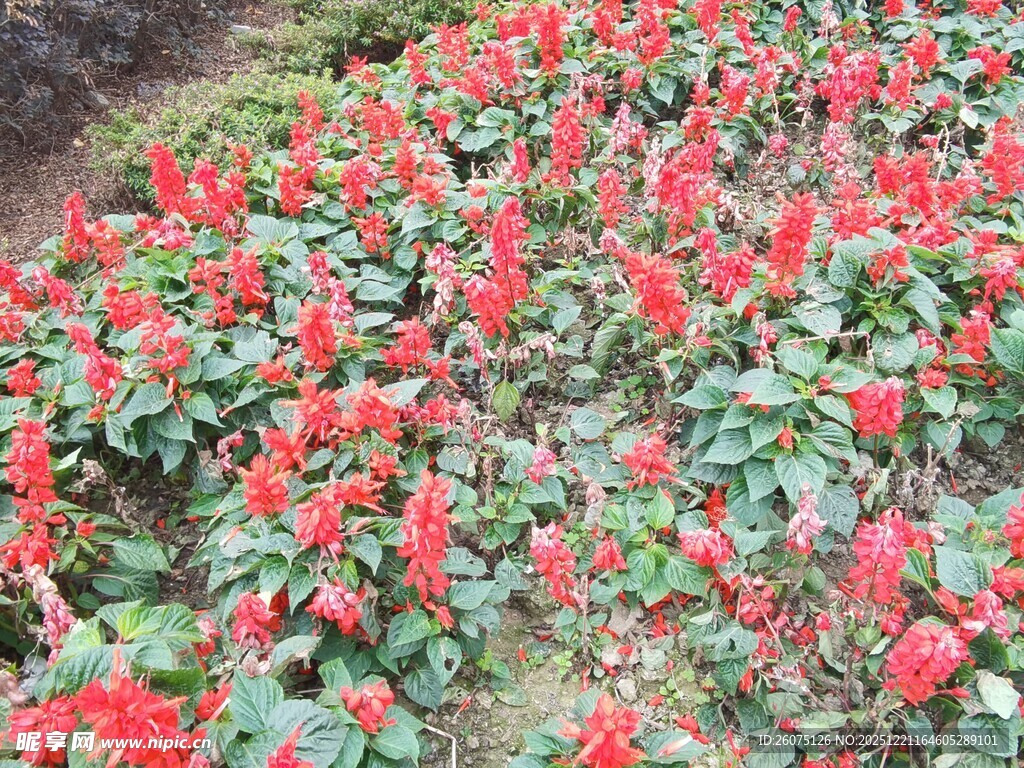 鲜艳串串红绽放于绿地