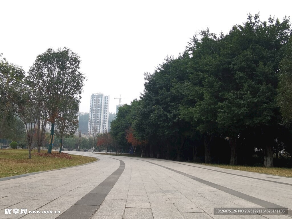 城市林荫步道风景