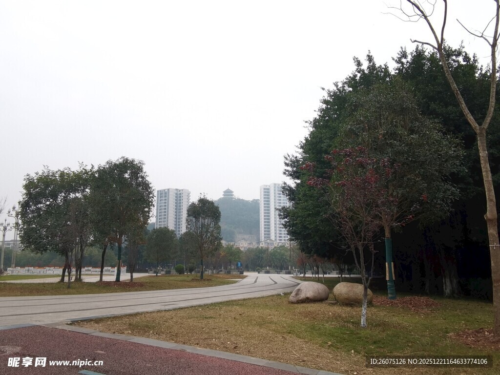 城市公园中的静谧林荫道