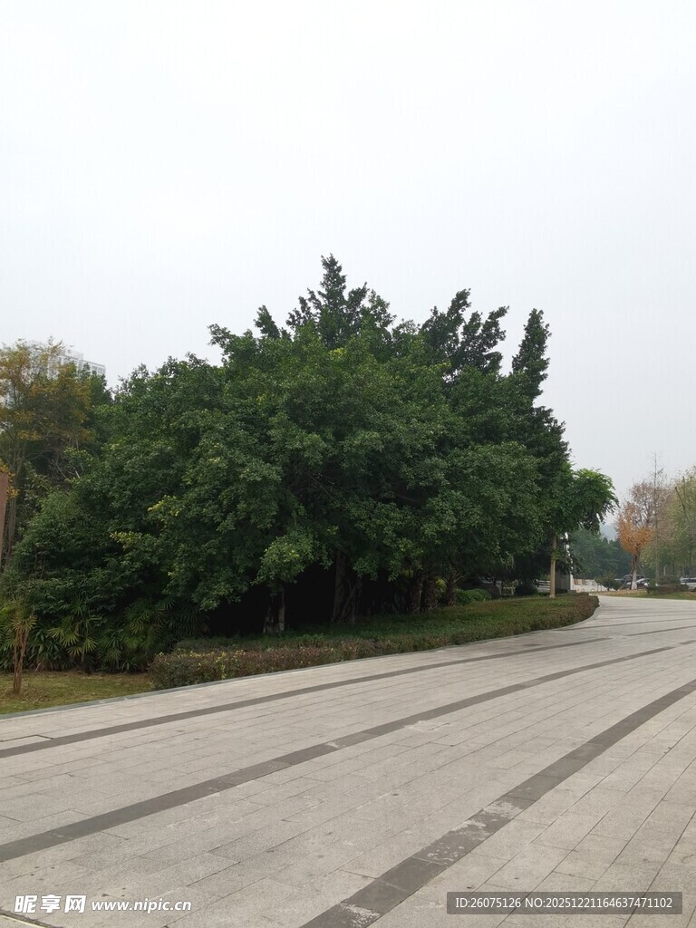 道路旁的葱郁绿树