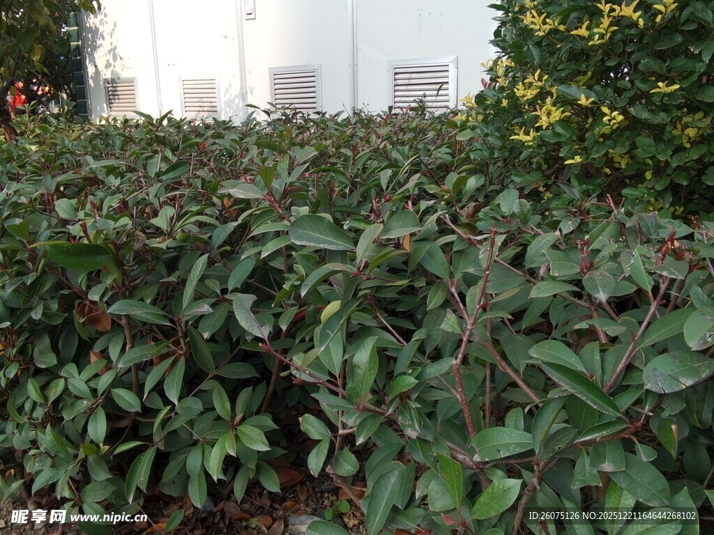 绿叶繁茂的灌木丛