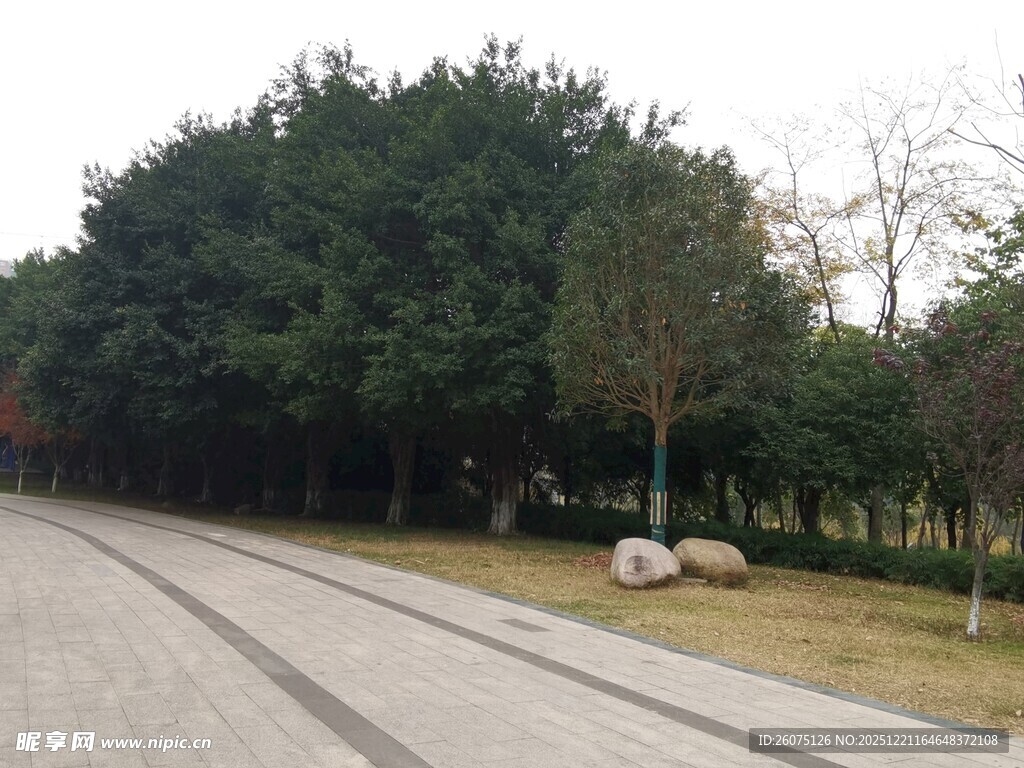 林间石径静谧自然风光