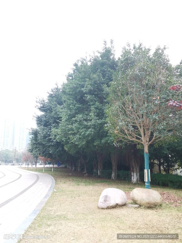 路边绿树与石块景观