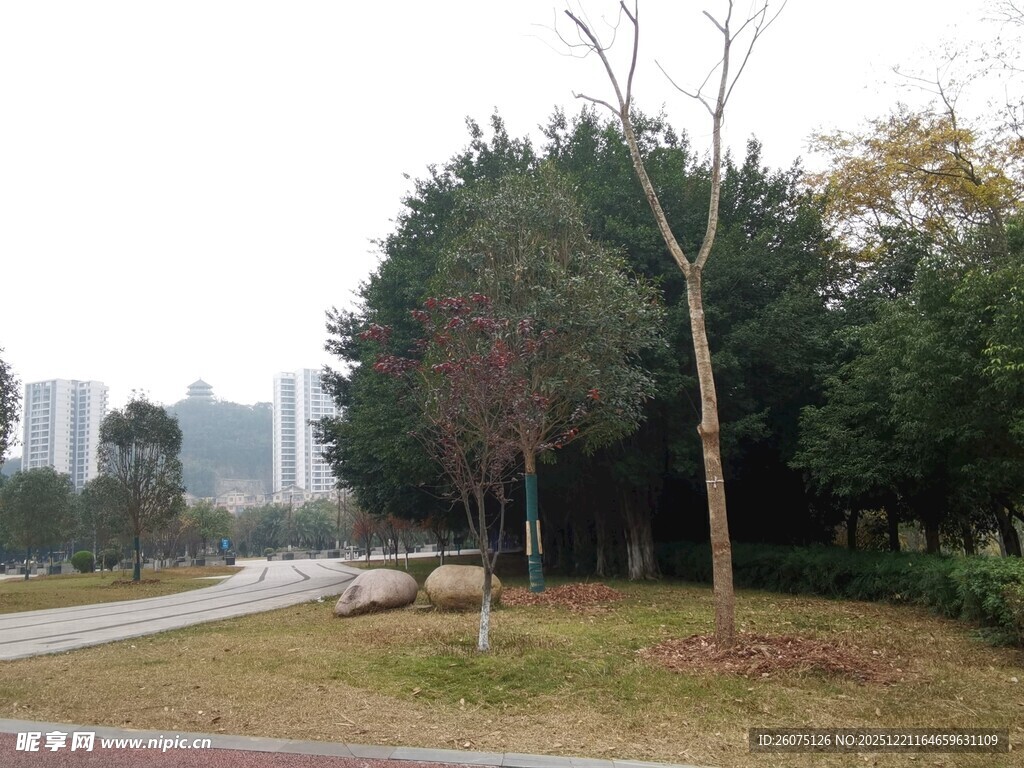 城市公园中的树木与道路