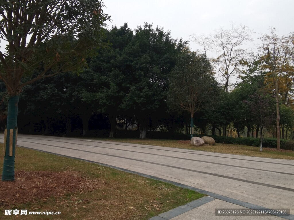公园内的开阔道路与树林