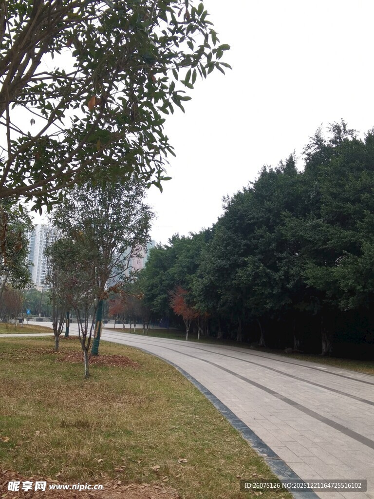 林间蜿蜒公路景色