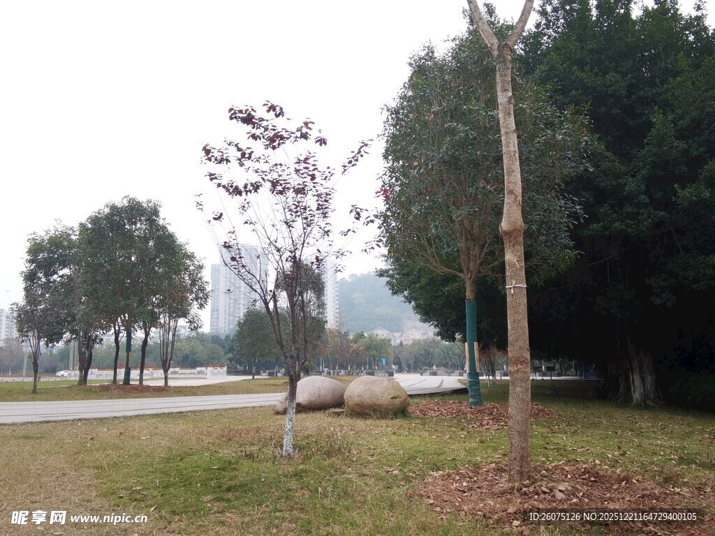 公园中的树木与开阔道路