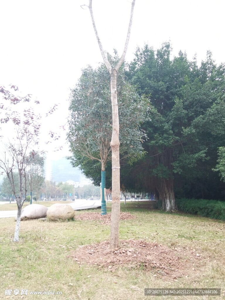 公园新植树木场景