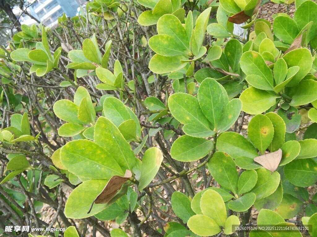 翠绿圆润叶片植物特写