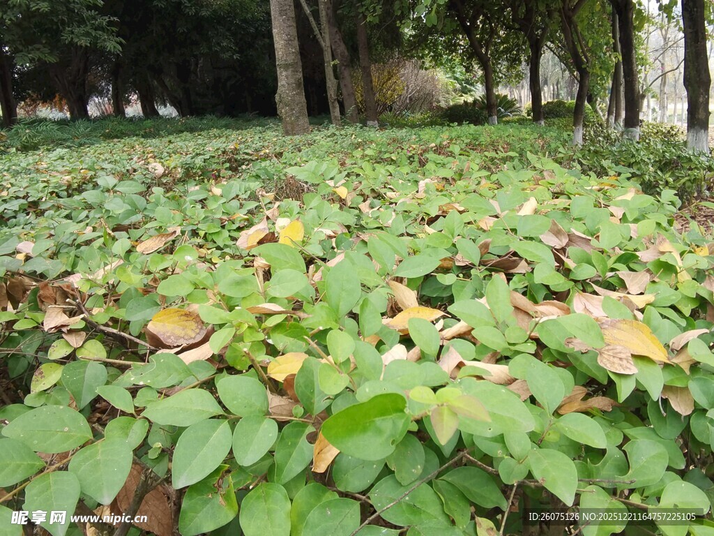 林间繁茂绿植与落叶