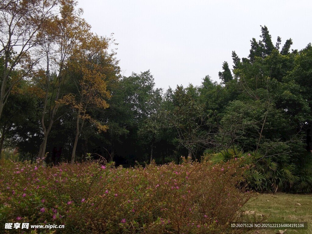 秋日郊野树林景观