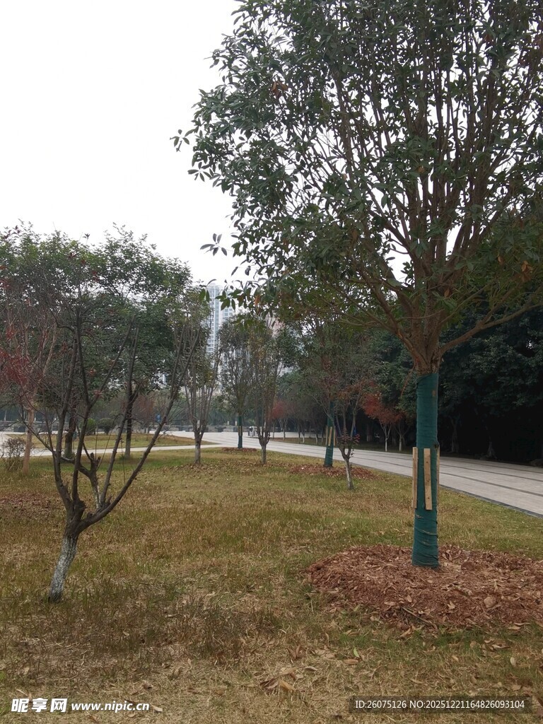 公园冬日树木景观