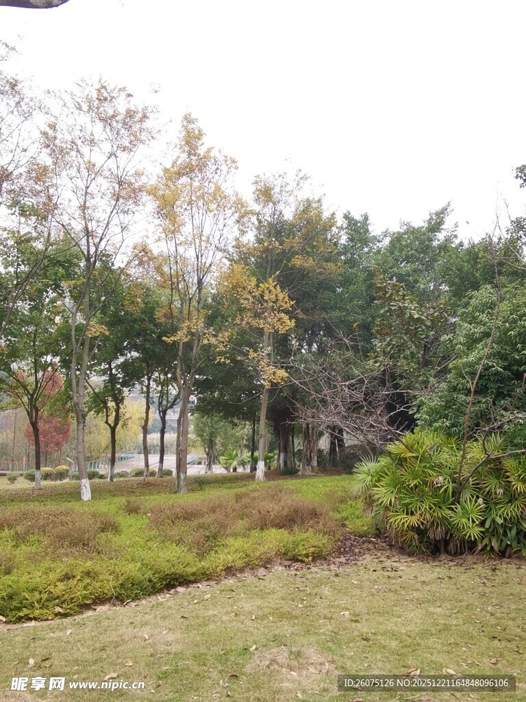 秋日公园绿意盎然景致