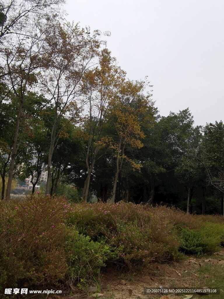 秋日郊野树林景观