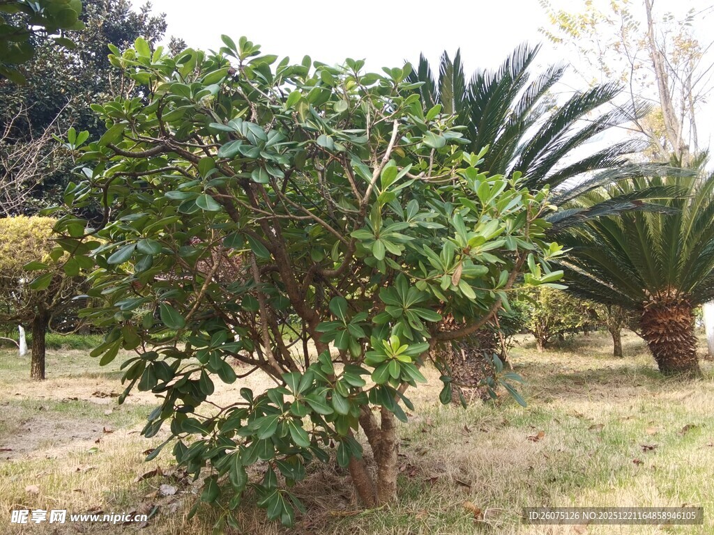 园林中的繁茂绿植