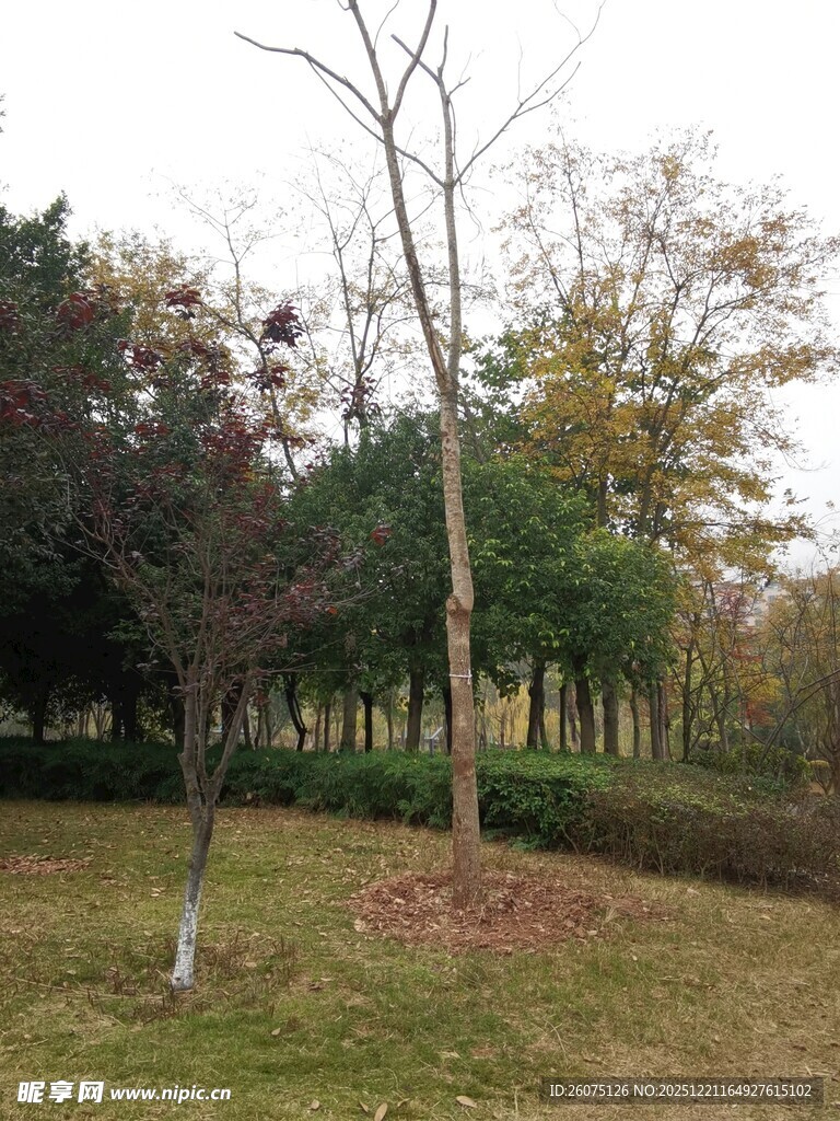 秋日公园中的树木景观