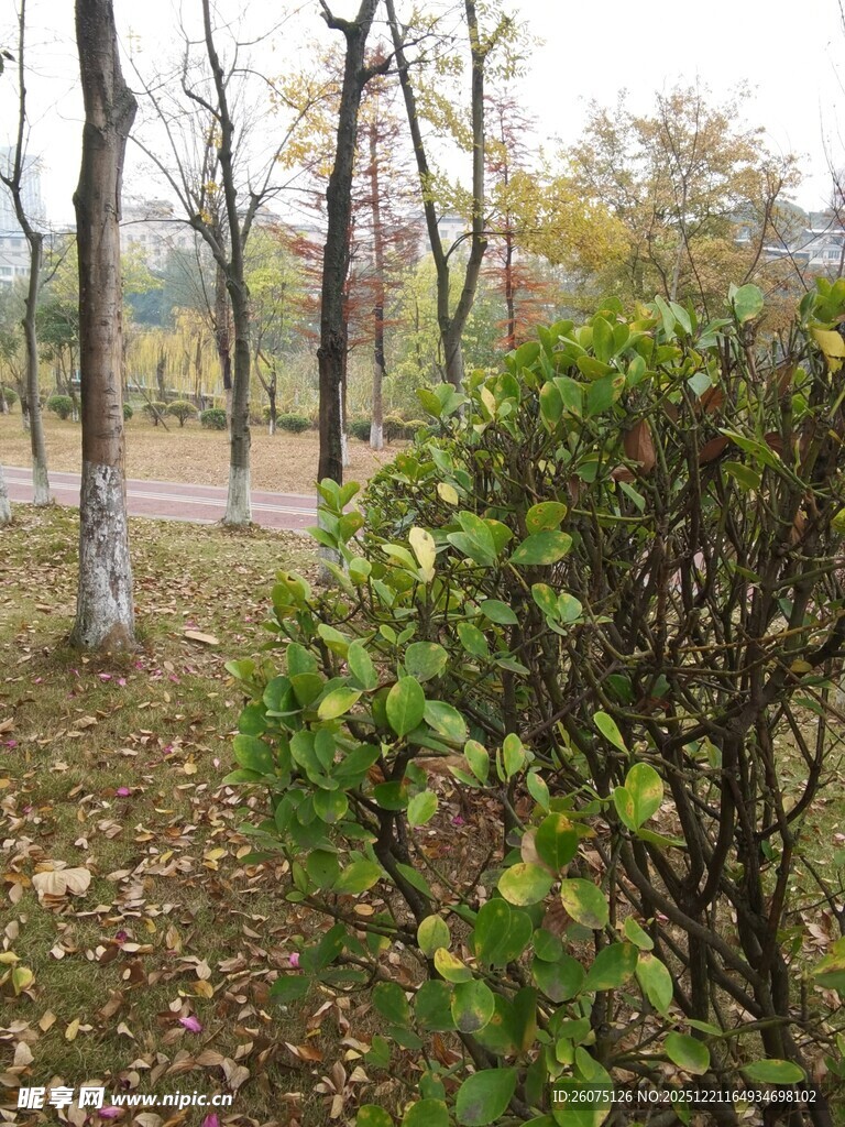 秋日林间绿植景致