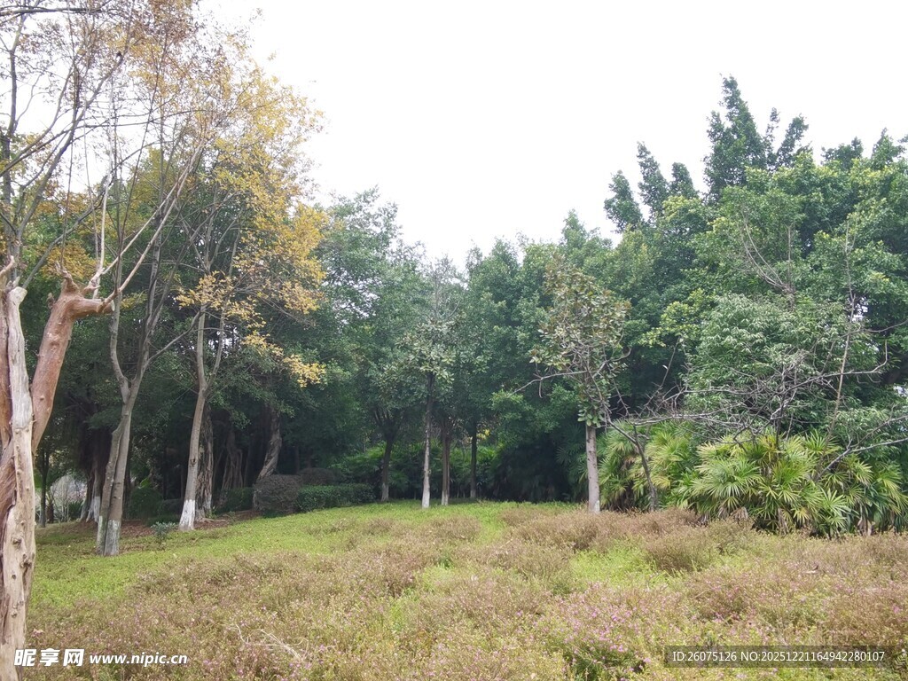 秋日林间草地景色