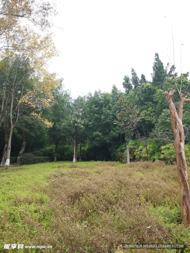 林间草地自然风光