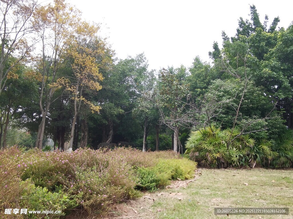 秋日林间草地风景