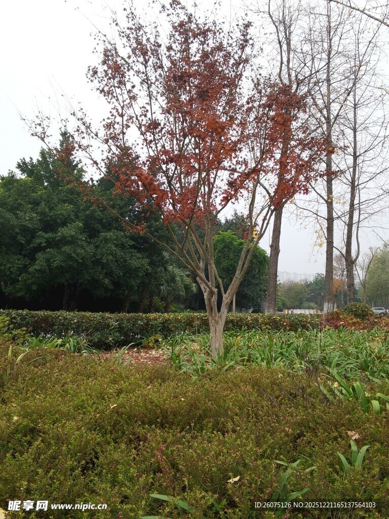 秋日园林中红叶点缀景色