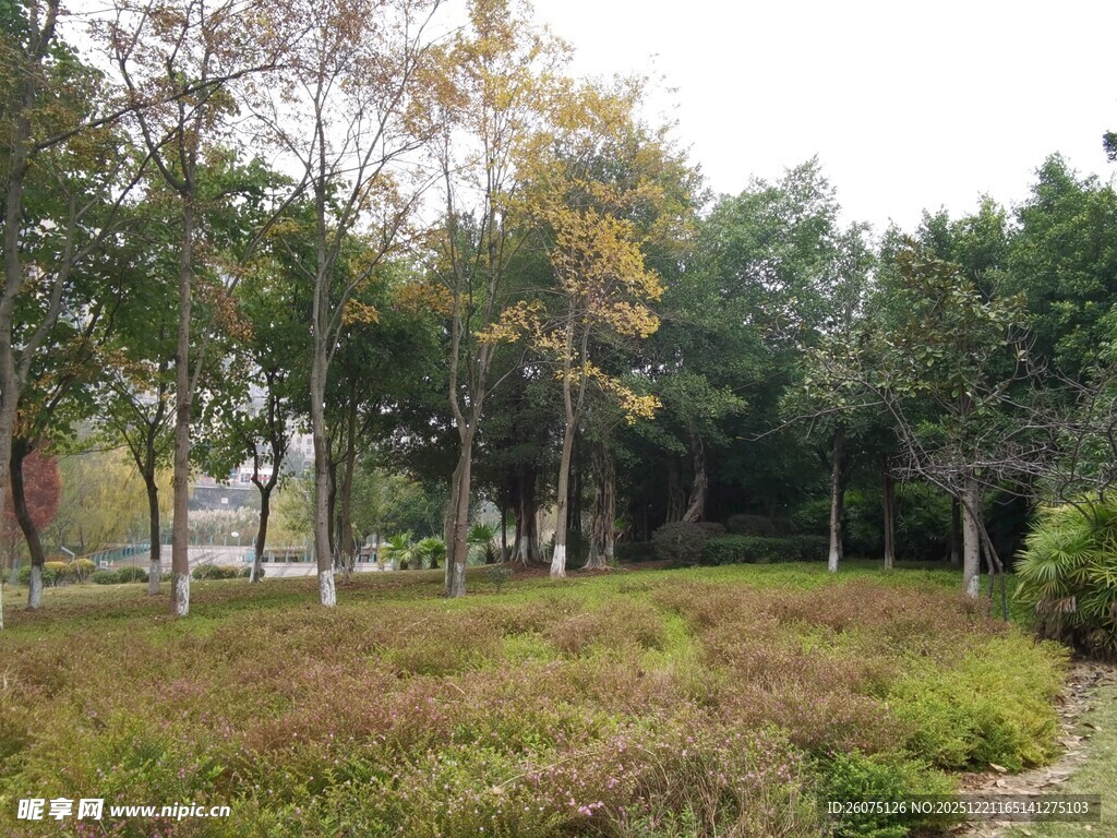 秋日公园树林草地景致