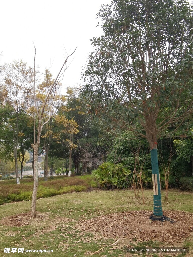 公园绿意盎然的休闲场景